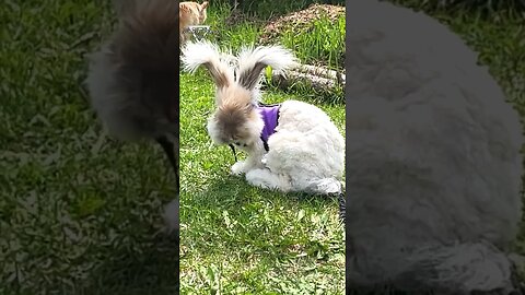 Bunny Gets A Haircut!