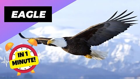 Eagle - In 1 Minute! 🦅 One Of The Worst Animal Mothers In The Wild | 1 Minute Animals