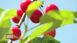 Cherry picking season