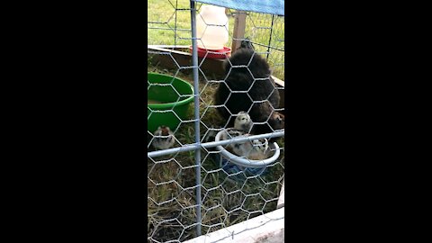 City Soay Sheep Farm