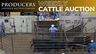 3/30/2023 - Producers Livestock Auction Company Cattle Auction