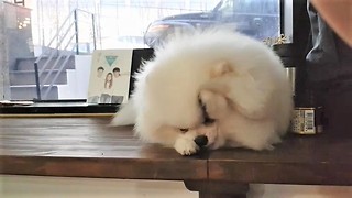 Pomeranian washes his face just like a cat
