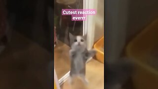 Cutest reaction ever 🥰😍 #shorts #short #cuteness #catfunny #cutecats #petlover