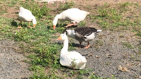 Our goose family Blair, Edwin, Constance, Niles and Frasier