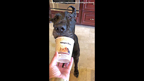 Cat Helps Happy Great Dane Clean Out An Ice Cream Container