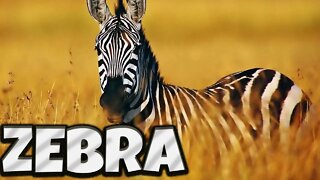 THE DISTINCTIVE STRIPES OF THE ZEBRA | SPECIES OF ZEBRA | SELF-DEFENSE TECHNIQUE OF ZEBRAS