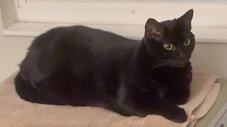 Adopting a Cat from a Shelter Vlog - Cute Precious Piper is a Very Beautiful Black Cat