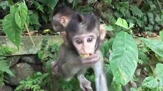 The Creepy and Delightful Monkey Forest of Ubud, Bali – Is this the real Monkey Forest? #shorts