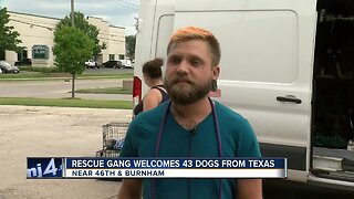 Rescue Gang Welcomes 43 Dogs From Texas