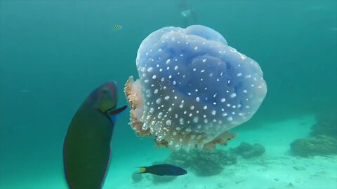 Jellyfish Mating Call