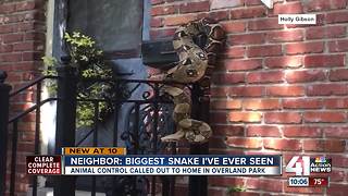 Overland Park police arrest massive snake