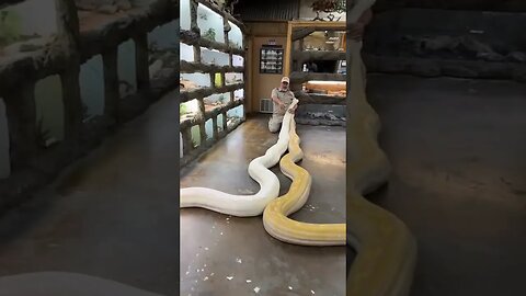 which snake is bigger? 🐍