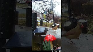 A Female Cardinal Visits #Shorts 🌞