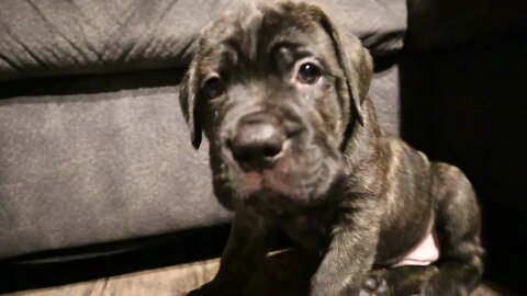 Client Puppy Video - Cane Corso Puppies For Sale - British Columbia Canada #Shorts