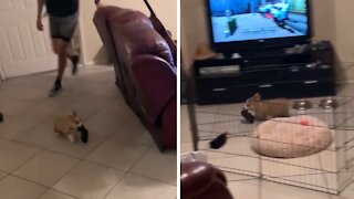 Tiny Corgi Puppy Absolutely Loves Being Chased