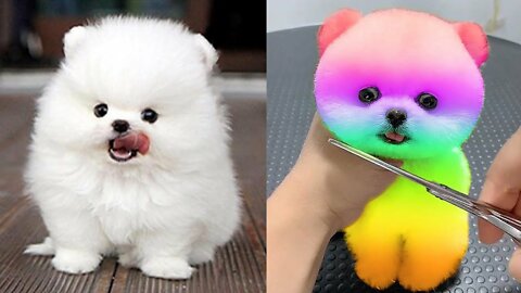 Funny and Cute Pomeranian Videos