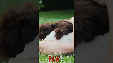 🐶 #PAWS - Pregnant and Pampered: Dog's Affectionate Licks Bring Comfort 🐾