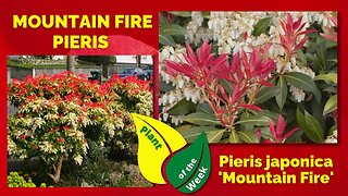 MOUNTAIN FIRE PIERIS | Pieris japonica 'Mountain Fire'