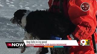 Harrison firefighters save dog that fell into icy pond