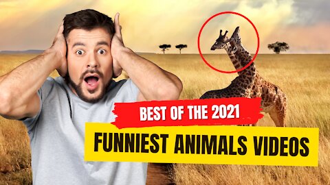 BEST Of The 2021 Funniest Animals Videos