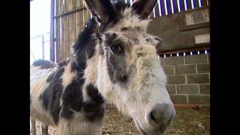 Dotty The Donkey Gets A Medal