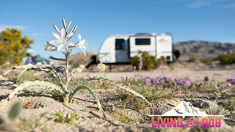 CHASING THE CALIFORNIA SUPERBLOOM~ Stunning Desert Wildflower Photography 🌼