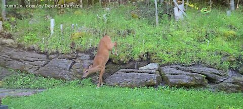 Hungry young buck searches for food