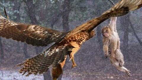 ❤❤Mother monkey protects child against Eagle hunting but fails❤❤