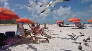 Des mouettes s'en prennent à des touristes sur la plage