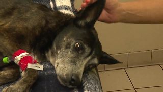 Abandoned dog getting treatment for huge tumor