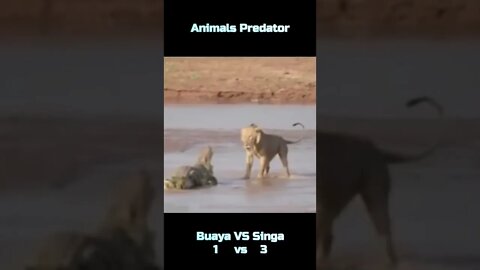 Pertarungan buaya vs singa #shorts #hewan #buaya #singa #amazing