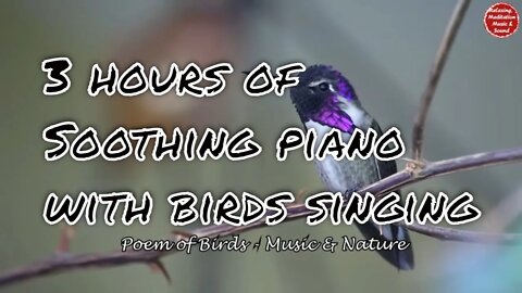 Soothing music with piano and birds singing for 3 hours, music that relief stress and tinnitus