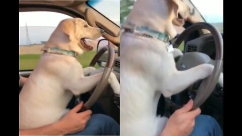 Dog driving a car