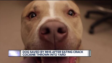 Dog saved by MHS after eating crack cocaine thrown into yard