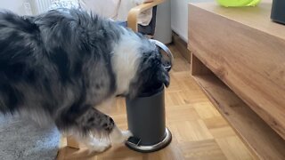 Fed Up Doggy Tosses Owner's Phone In The Trash