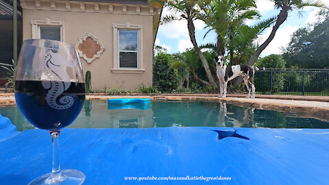 Great Dane Barks At Fireworks To Protect Dipping And Sipping Mom