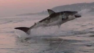 Un grand requin blanc sort de l'eau