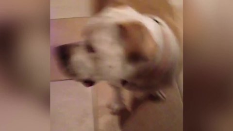 A Dog Jumps on A Girl When She Says Peekaboo!