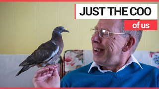 Man Trained Pigeon as Pet and they Even Watch TV Together