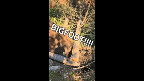 Bigfoot knocked down a tree! #shorts