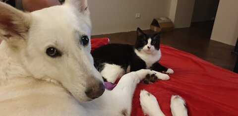 Kitty Living With Dog, Loving And Sleeping Together