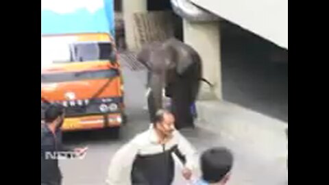 elephant attached