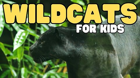 Wildcats for Kids | Learn about this interesting group of cats