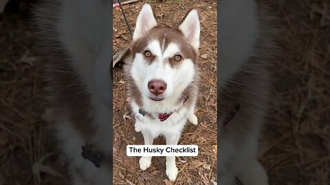 Siberian Husky Checklist ✅