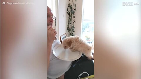 Ce petit chiot escalade sur une assiette