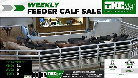 7/12/2023 - OKC West Feeder Calf Auction