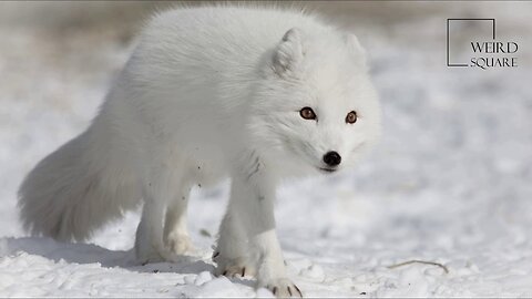Interesting facts about Arctic Fox by weird square