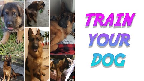 BASIC DOG TRAINGING - Commands Every Dog Should Know