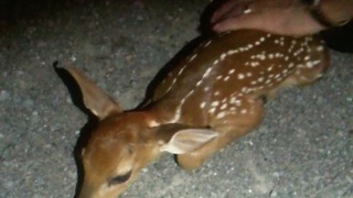 Young newborn fawn comforted after mother killed on highway