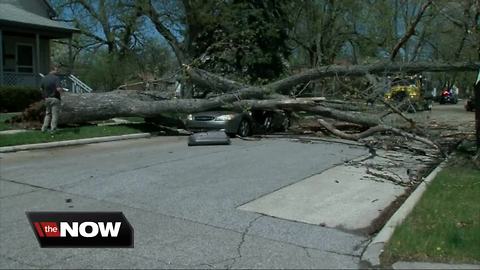 Tree falls on car in Dearborn, traps 81-year-old man